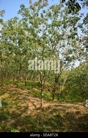 Gummibaum im natürlichen Plantagenumfeld Stockfoto