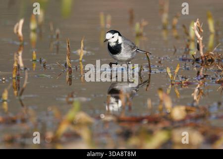White Wagtail Walking on reflektiertem Wasser, Beniarres, Spanien Stockfoto