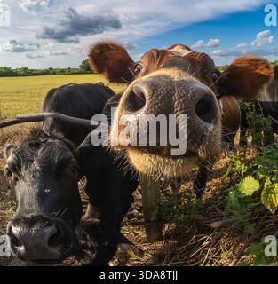 Extreme Weitwinkelaufnahme einer neugierigen Kuh (Bos taurus), die sich dem Objektiv nähert, mit strukturierter Nase, Schnurrhaaren und Gesichtsdetails unter blauen Sommers Stockfoto