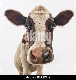 Kurioses Kuh (Bos taurus) Porträt aus niedrigem Winkel vor hellem bedecktem Himmel, Weitwinkel-Nahaufnahme mit Augen, Ohren und Nase. Stockfoto
