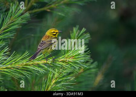 Männlicher Prairie Warbler (Setophaga discolor) in Zuchtgefieder, der auf einem Kiefernzweig in Fort Drum, NY, USA, thront. Stockfoto