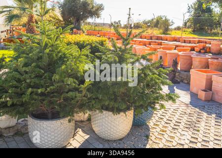 Tannen in strukturierten Keramiktöpfen sind in einem sonnendurchfluteten Gartengeschäft mit Terrakotta-Behältern im Hintergrund angeordnet. Stockfoto