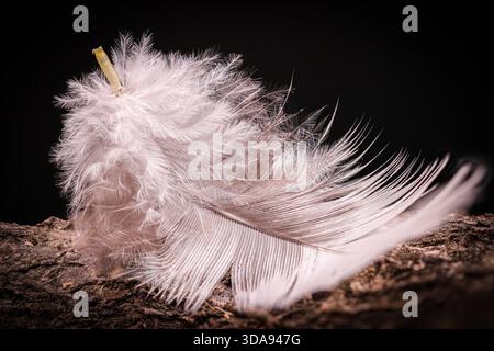 Makroaufnahme einer weichen weißen Feder auf strukturiertem Holz vor dunklem Hintergrund. Stockfoto