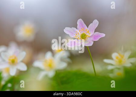 Rosafarbene Holzanemone inmitten des Kolonialwachstums von Weißanemonen / Europäischer Fingerhut (Anemone nemorosa), die im Frühlingswald blühen Stockfoto