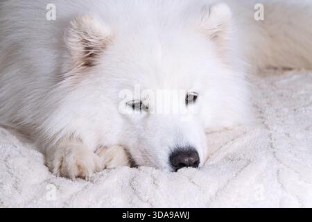 Weißer samoidenhund, der auf einer flauschigen Decke liegt, mit traumhaftem, nachdenklichem Blick, perfekt für Konzepte des Überdenkens, der faulen sonntagsstimmung, des introvertierten Wiederaufladens und Stockfoto