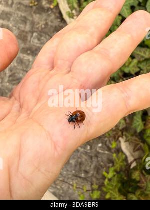 Marienkäfer, der auf der menschlichen Handfläche in sanfter Nahinteraktion liegt. Naturverbundenheit, delikater Moment der Tierwelt, kleine Schönheit und zartes Mensch-Tier Stockfoto