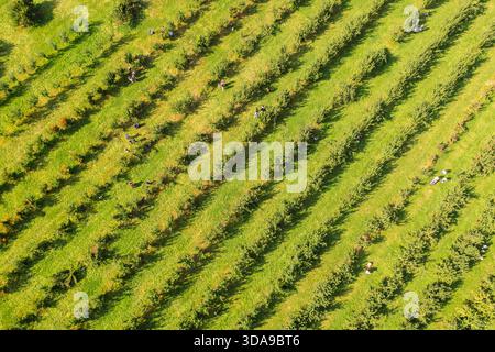 Aus der Vogelperspektive von Baumreihen, die eine strukturierte, gemusterte Landschaft mit hellgrünem Gras und verstreuten Schatten schaffen, während die Menschen Äpfel pflücken, Peekskill, Stockfoto