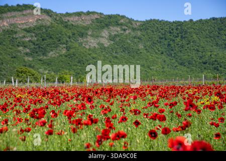 Weite Aussicht auf die Mohnfelder im Frühling in Georgia mit leuchtend roten Blumen, die die grüne Landschaft bedecken. Stockfoto