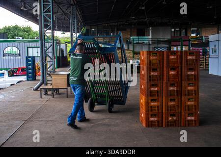 Marilia, SP, Brasilien. Dezember 2025. Ein Arbeiter schiebt einen Handwagen bei einer Ceagesp und zeigt die grundlegende Handarbeit hinter dem riesigen Angebot des Landes Stockfoto