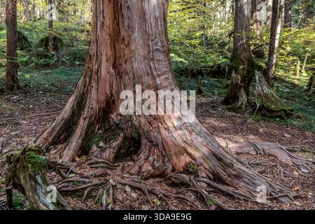 Die Basis einer alten japanischen Zederne (Sugi) mit auffallend ausgeprägten Stützwurzeln und rötlich-brauner Rinde; die alten Cryptomeria-Stämme im Kiso-Tal gehören zu den bedeutendsten Überresten des Urwaldes in Zentraljapan, Agematsu, Präfektur Nagano, Japan Stockfoto