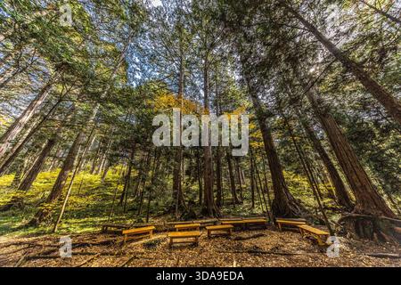 Holzbänke zum Baden auf einem Waldboden, der mit gefallenen Blättern bedeckt ist, umgeben von hohen Sugi-Zedern (Cryptomeria japonica) mit herbstfarbenen Laubbäumen im Hintergrund, Agematsu, Nagano. Agematsu liegt in der Region Kiso, deren historische Sugi-Wälder während der Edo-Zeit unter der Herrschaft der Owari streng reguliert wurden, da Kisohinoki-Holz für den Bau und den Wiederaufbau des Ise-Jingu-Schreins reserviert war Stockfoto