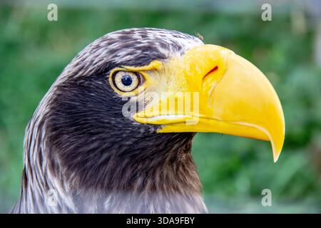 Close-up-Porträt eines Steller’s Sea Eagle Stockfoto
