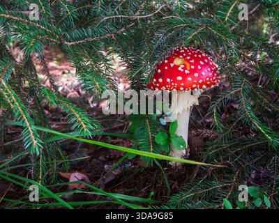 Ein einzelnes Fliegenpilz (lat: Amanita muscaria) zwischen Tannenzweigen auf dem Waldboden. Stockfoto