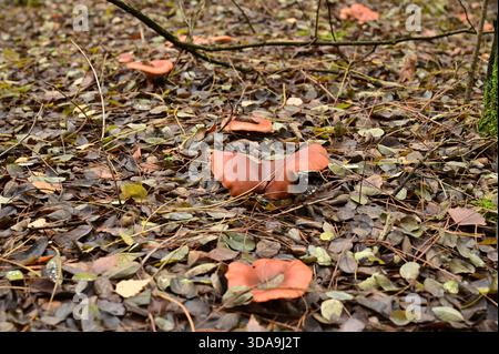 Pilze mit burgunderroten Kappen, die im Halbkreis wachsen Stockfoto