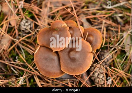 Pilze mit weinroten Kappen, die auf einem Haufen wachsen Stockfoto