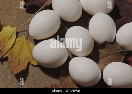 Nahaufnahme einer Gruppe weißer Hühnereier zwischen den gefallenen Blättern, Draufsicht. Stockfoto