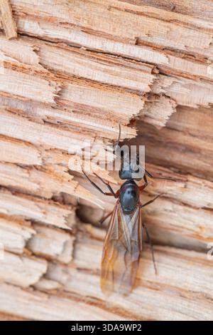 Erwachsene Zimmermannsfrau Ant mit Flügeln Stockfoto