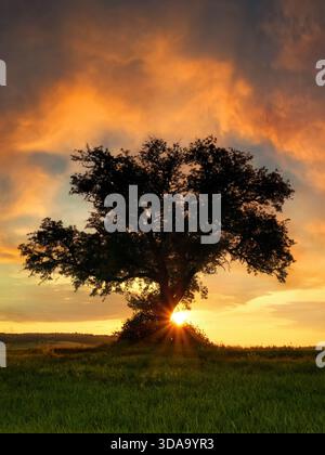 Silhouetten einsamer Baum mit dramatischem Sonnenuntergang Himmel, Sonne am Horizont, orange bogenförmigen Wolken und einer Wiese Stockfoto