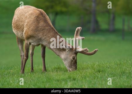 Rotwild (Cervus elaphus) fressen auf einer Wiese mit neu wachsenden Geweihen Stockfoto