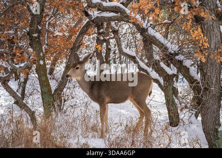Maultierhirsche in der Winterlandschaft im Garden of the Gods Park in Colorado Springs, Colorado. Stockfoto
