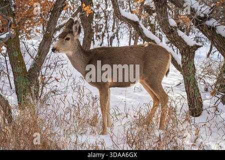 Maultierhirsche in der Winterlandschaft im Garden of the Gods Park in Colorado Springs, Colorado. Stockfoto