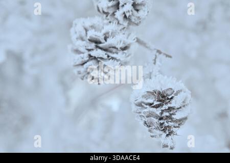 Makroaufnahme von Tannenzapfen und einem mit Raureif bedeckten Ast. Eiskristalle und Schnee unterstreichen die Natur des Winters und das kalte Wetter der Saison. Stockfoto
