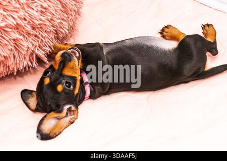 Hochwinkelaufnahme eines niedlichen Hündchens, der auf dem Rücken auf einer rosa Decke in die Kamera schaut. Stockfoto