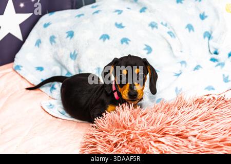 Porträt eines kleinen Dackelhündchens, der auf einem rosa flauschigen Teppich liegt, mit einer blauen Decke im Hintergrund. Stockfoto