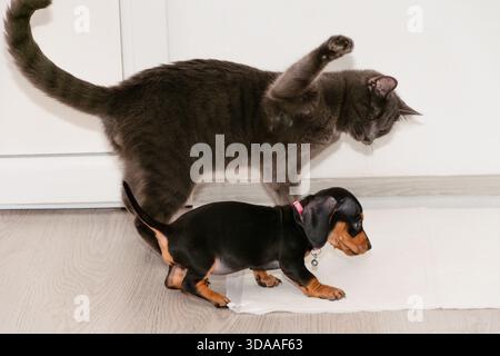 Lustige Szene, in der eine graue Katze ihre Pfote hebt, um einen kleinen Dackelhündchen zu berühren, der auf einem weißen Pad läuft. Stockfoto