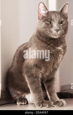 Graue Hauskatze mit gelben Augen, die aufrecht auf einem Holzboden vor einer hellgrauen Wand sitzt und auf die Kamera blickt. Stockfoto