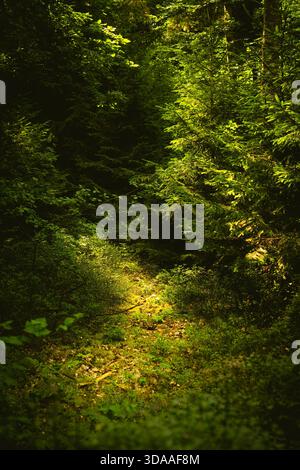 Sonnendurchfluteter Waldweg umgeben von dichtem Grün in einem ruhigen Wald. Stockfoto