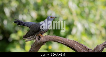 Europäischer Kuckuck (Cuculus canorus) auf Zweig, South Yorkshire, Vereinigtes Königreich Stockfoto