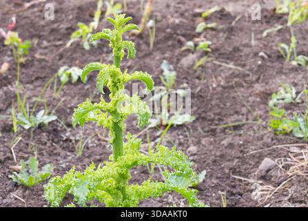 Leuchtend grüne und geraffte Grünkohl Brassica oleracea Pflanze, die aufrecht in dunklem Gartenboden wächst und Details der strukturierten Blätter zeigt Stockfoto