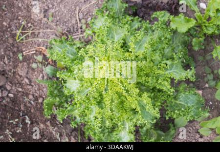 Leuchtend grüne und geraffte Grünkohl Brassica oleracea Pflanze, die aufrecht in dunklem Gartenboden wächst und Details der strukturierten Blätter zeigt Stockfoto