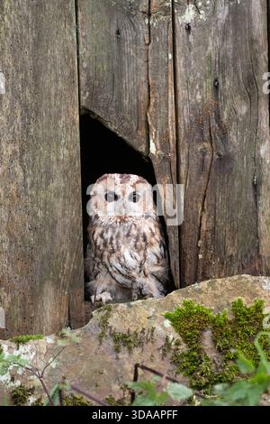 Tawny Eulen (Strix aluco) sitzen in GAP in Scheunentor, North Yorkshire, Vereinigtes Königreich Stockfoto