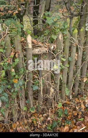 Borken, NRW, Deutschland, verwitterter Holzzaun bedeckt mit grünem Efeu und trockenem Herbstlaub auf dem Boden Stockfoto