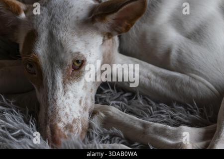 Ein großer weißer Hund mit braunen Flecken, Podenco, liegt aufmerksam auf einer grauen, flauschigen Decke mit fokussiertem Ausdruck, Köln, Nordrhein-Westfalen, GE Stockfoto