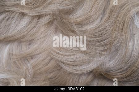 Shih Tzu Hund Haare Detailansicht Stockfoto