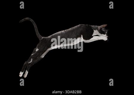 Springende kornische Rex-Katze isoliert auf schwarzem Hintergrund Stockfoto