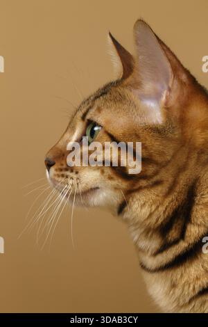 Nahaufnahme des Porträts der bengalischen Katze in der Profilansicht auf braunem Hintergrund Stockfoto
