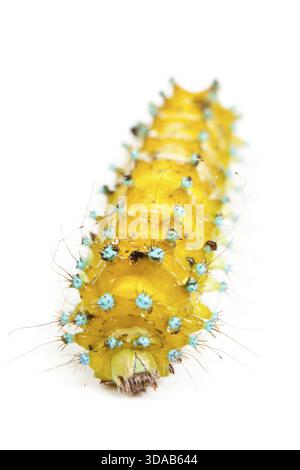 Große Raupe isoliert auf weißem Hintergrund Stockfoto