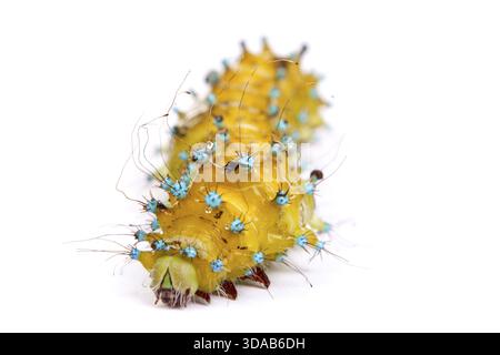 Große Raupe isoliert auf weißem Hintergrund Stockfoto