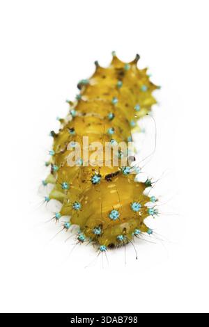 Große Raupe isoliert auf weißem Hintergrund Stockfoto