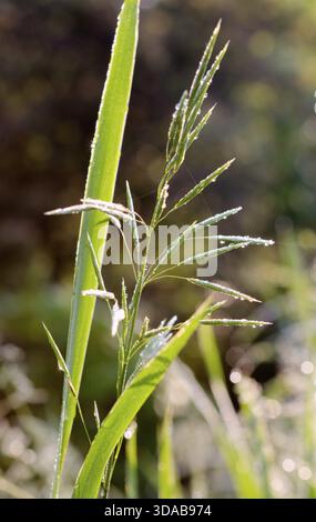 Nahaufnahme des mit Tau nassen Grases Stockfoto