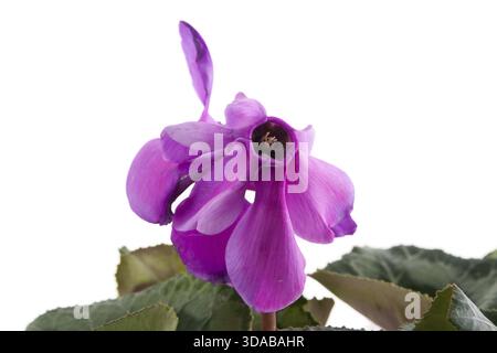 Rosa Blume auf einem weißen Hintergrund, schöne rosa Blume auf weißen Hintergrund isoliert Stockfoto
