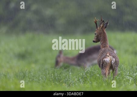 Ein rehbock (Capreolus capreolus) im Fellwechsel dehnt seine Gliedmaßen aus, während ein Dama (Dama dama) im Hintergrund grast, Fellwechsel, Deutschland Stockfoto