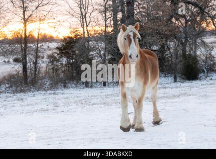 Belgisches Pferd, das den Betrachter ansieht, während er an einem kalten Morgen auf einer verschneiten Winterweide spaziert Stockfoto
