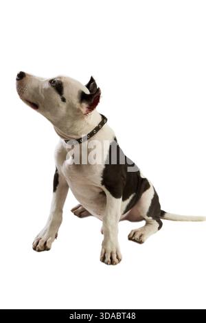 Amerikanischer staffordshire Terrier Hund Staffordshire Bullterrier sitzt vor weißem Hintergrund Stockfoto