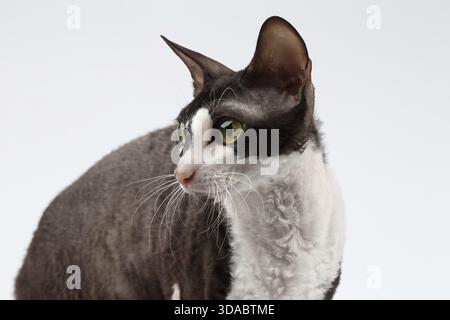 Nahaufnahme Porträt der Cornish Rex Cat auf weißem Hintergrund Stockfoto