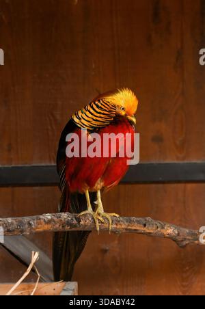 Goldener Fasan Chrysolophus pictus, der drinnen auf einem Zweig thront. Hellrotes und goldenes Gefieder, ruhiger Vogel mit auffälligen Federn, Familie Phasianidae. Stockfoto